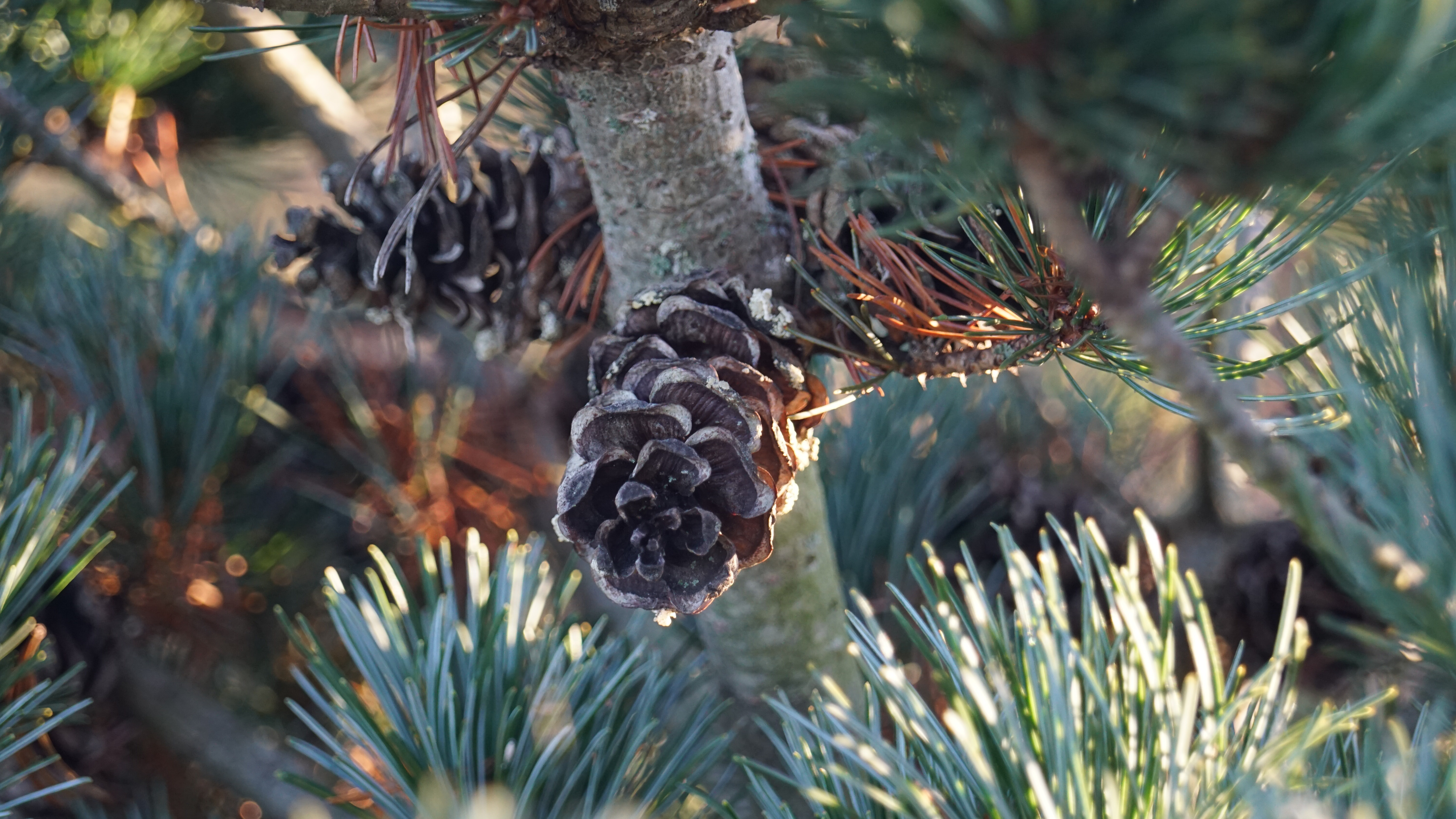 Pinus parviflora 'Negishi' (3)